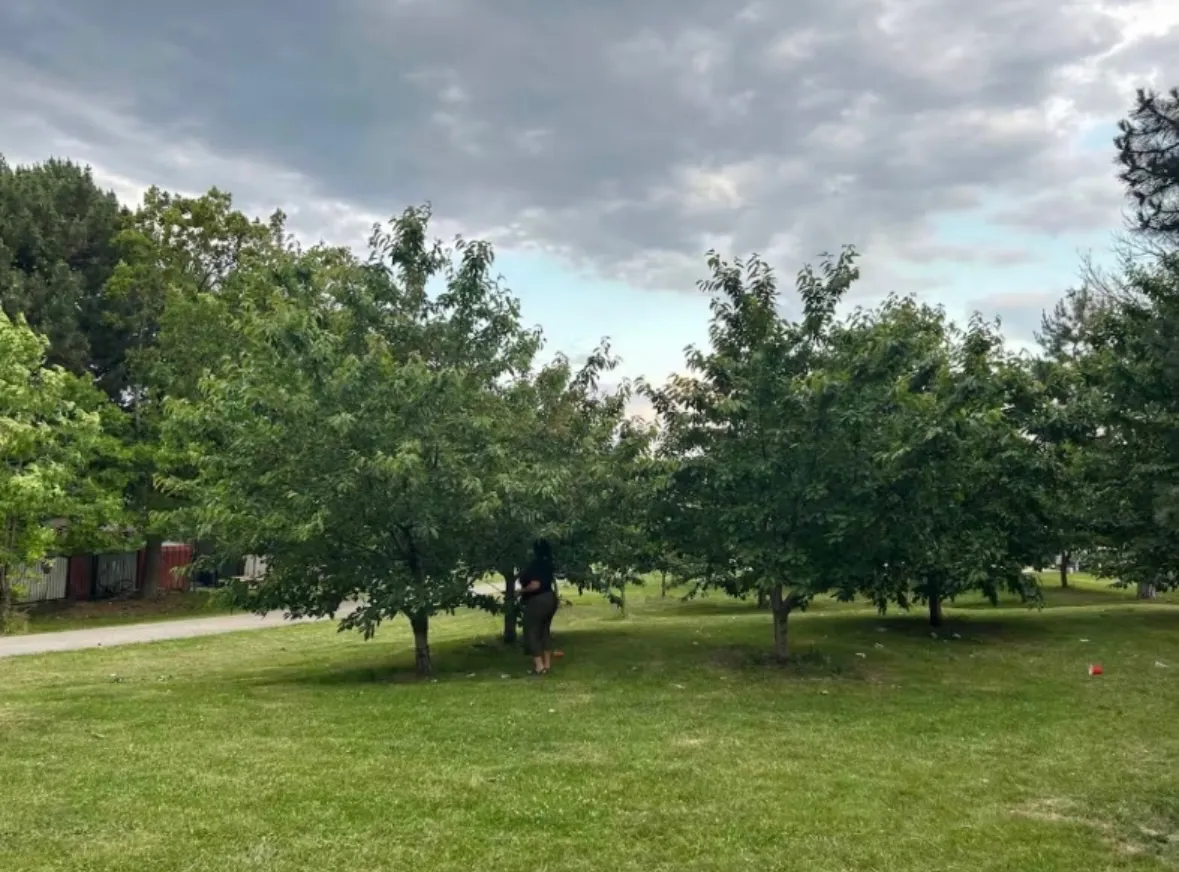 Photo of trees outside